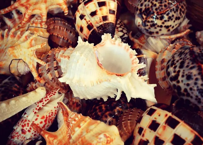 Marachique * 알보르