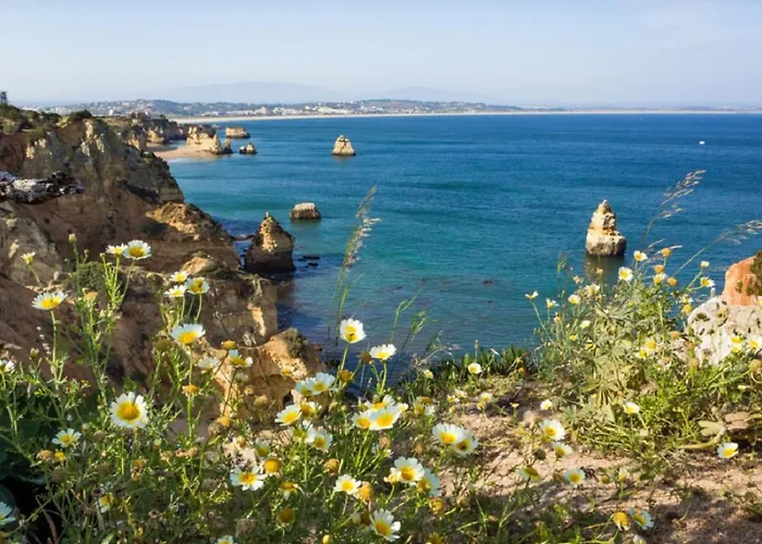 Marachique 알보르