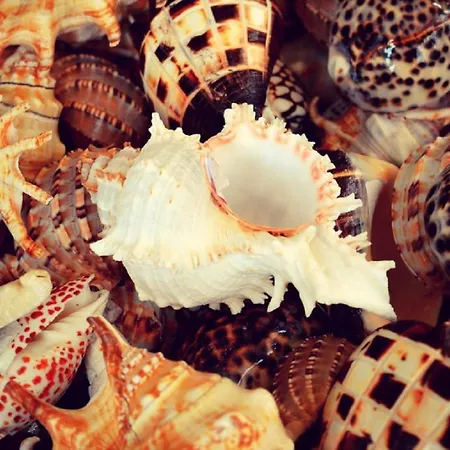 Marachique * 阿尔沃尔